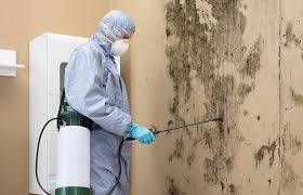 Why You Should Choose Our Mold Remediation Services in Stony Prairie, OH